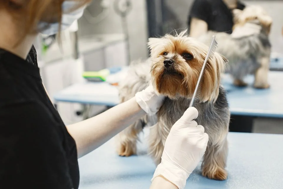 Professional groomer combing a Yorkshire Terrier.